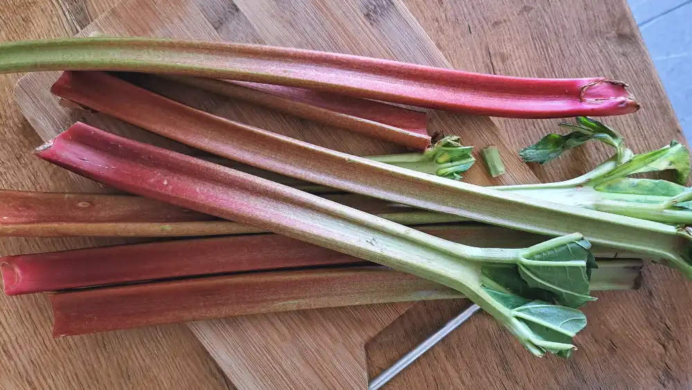 Image shows uncleaned and unwashed rhubarb stalks, ready to be prepared for an easy rhubarb sponge cake recipe.