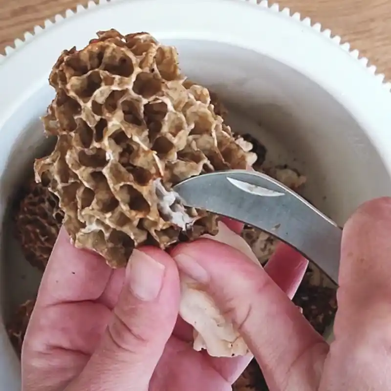 Cleaning Morel Mushrooms Before Drying