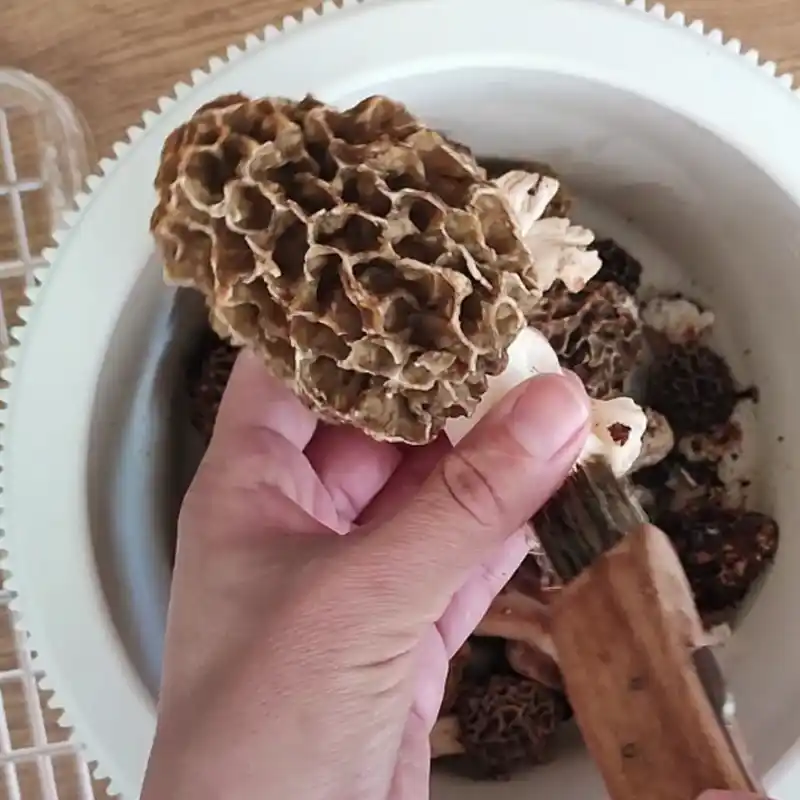How to clean morel mushrooms