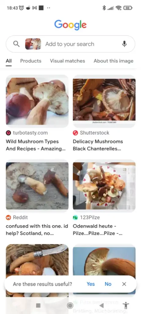 Search result of Google Lense to help you  with mushroom foraging - app review