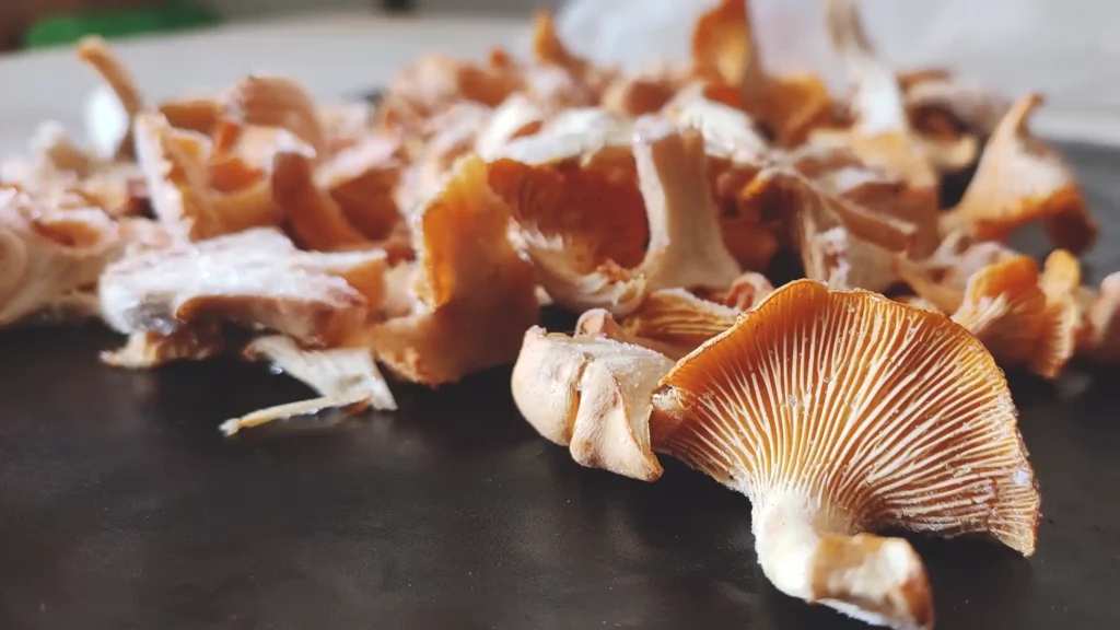 How to freeze chanterelle mushrooms without blanching