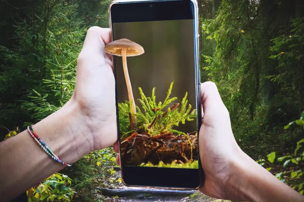 Is it Safe to Use Mushroom Foraging App? 15 Is it Safe to Use Mushroom Foraging App?