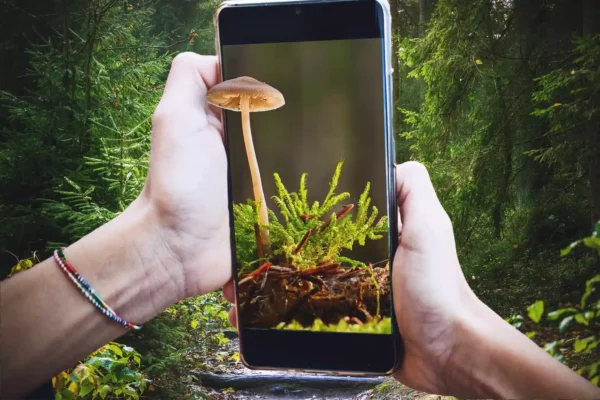 Is it Safe to Use Mushroom Foraging App?