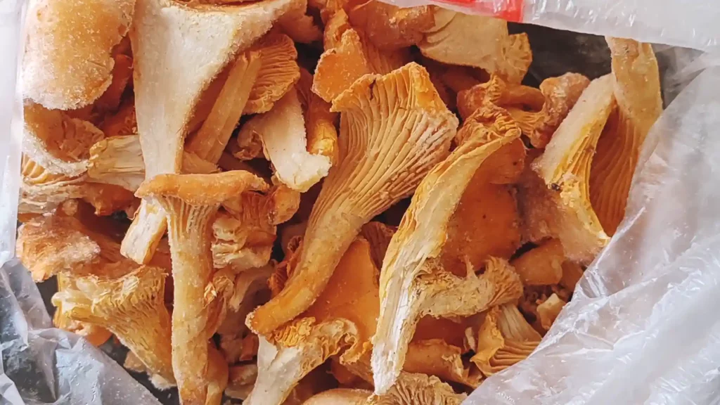 Frozen canterelle Mushrooms packed in a freezing bag