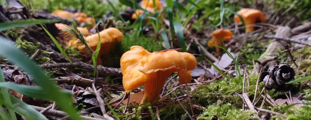 Chanterelle mushrooms in a forest - Juicy Sauce Chicken and Chanterelles