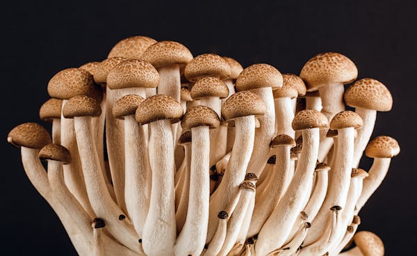 Understanding the Health Risks of Wild and Processed Foods